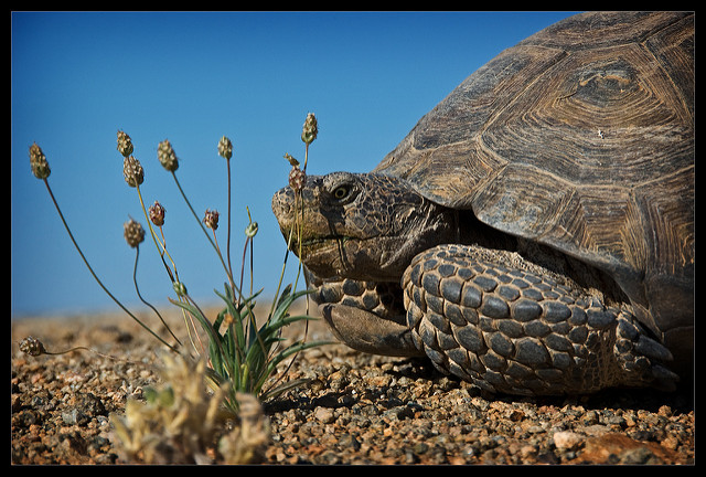 photo: "Desert Tortoise" courtesy of .: sandman